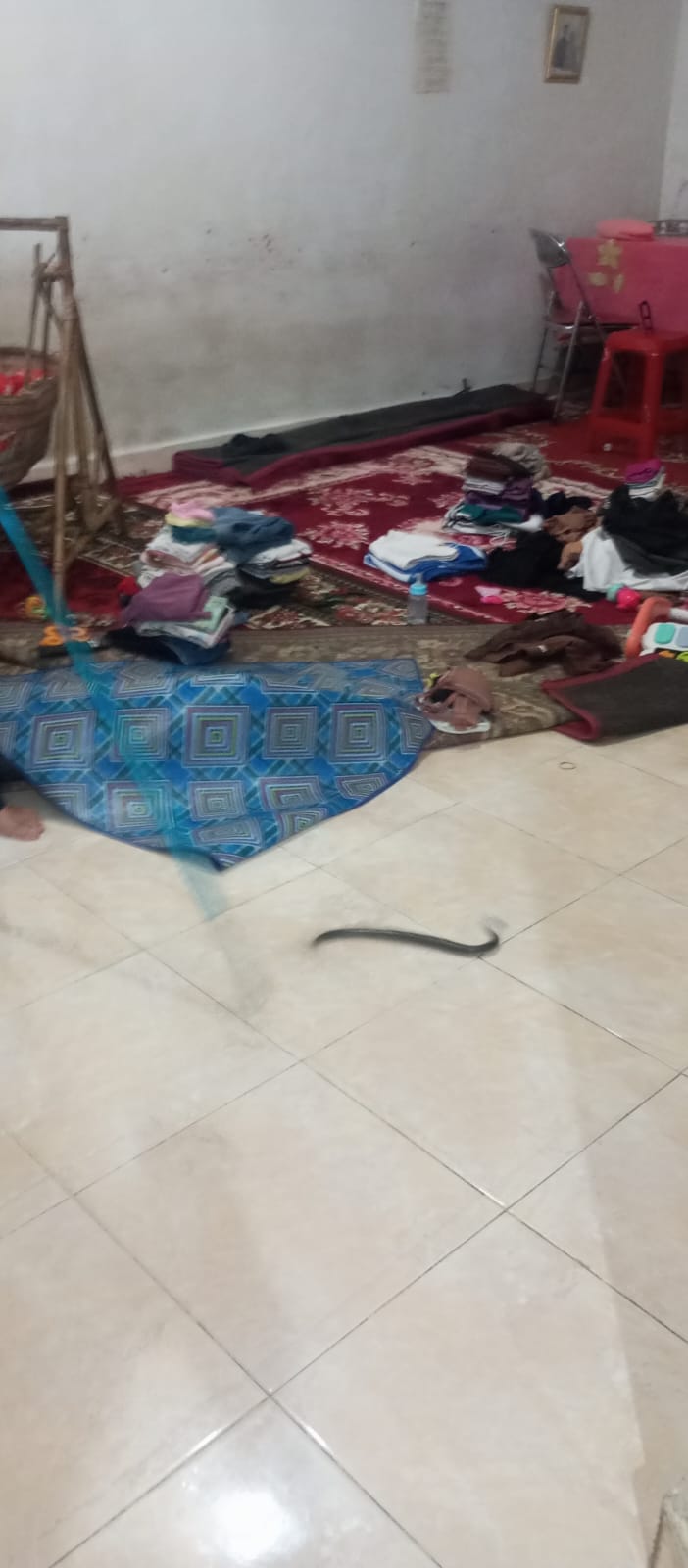 PEMADAM KEBAKARAN PAINAN MELAKUKAN EVAKUASI ULAR