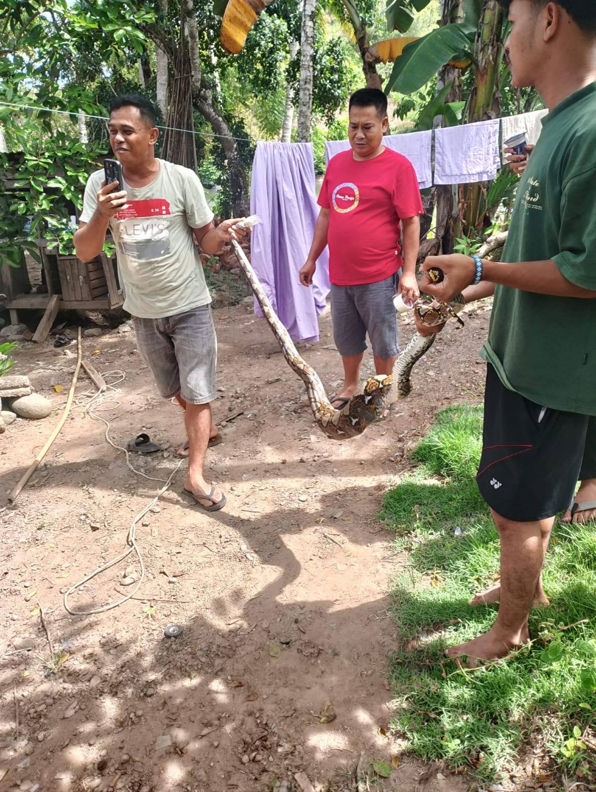 EVAKUASI ULAR PHITON