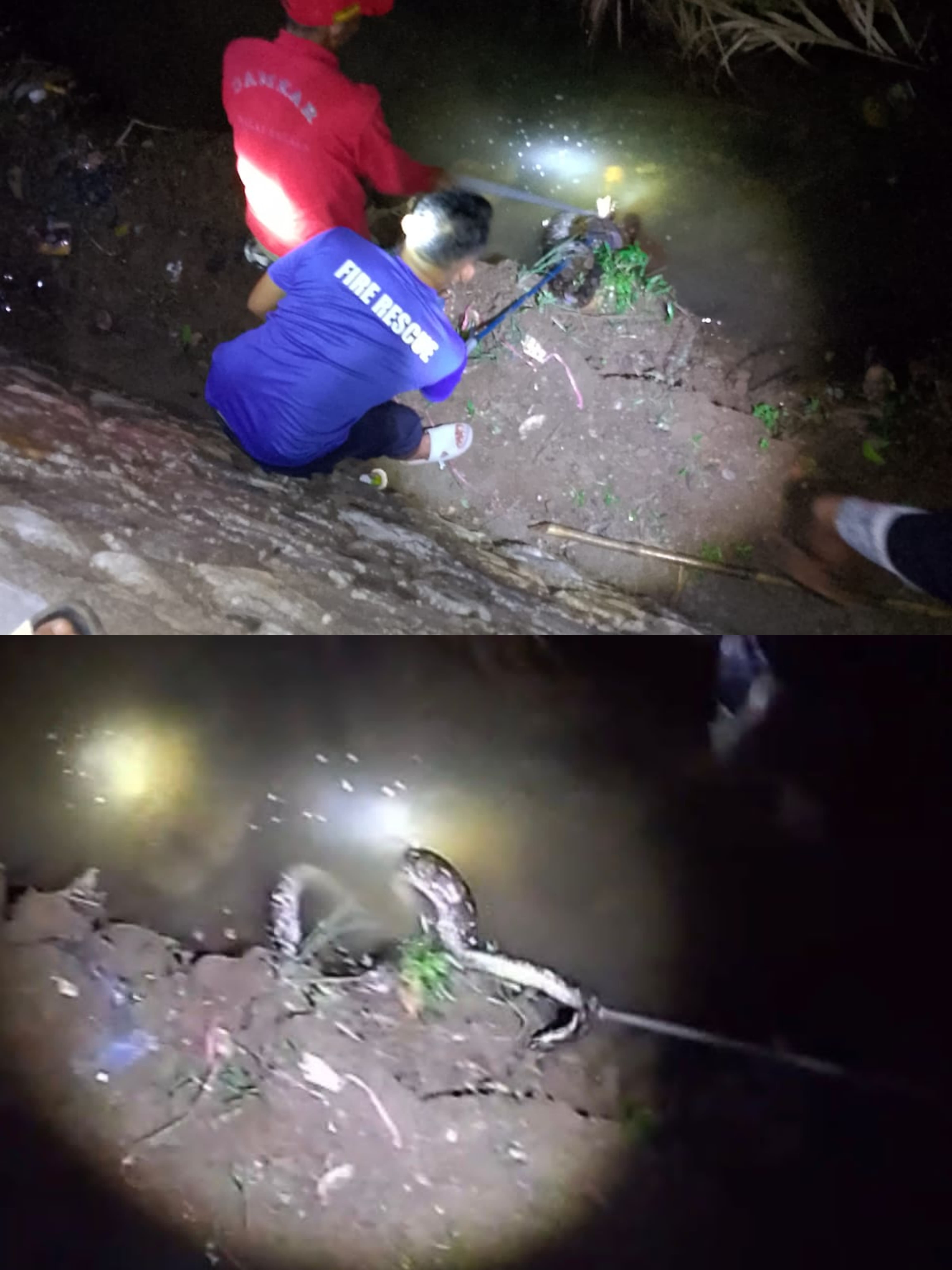 EVAKUASI ULAR PITHON
