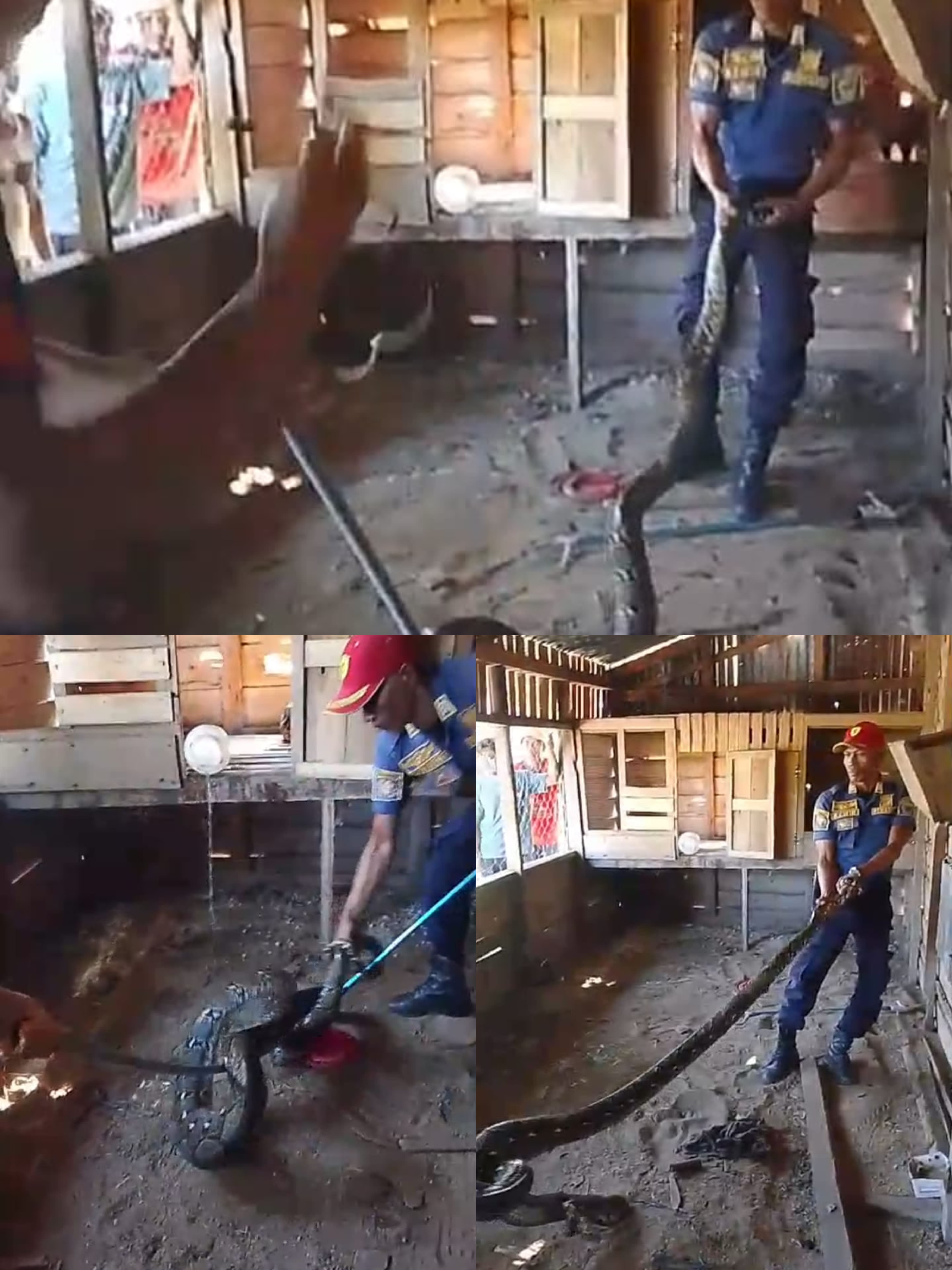 Evakuasi Ular Phiton di ranah pesisir