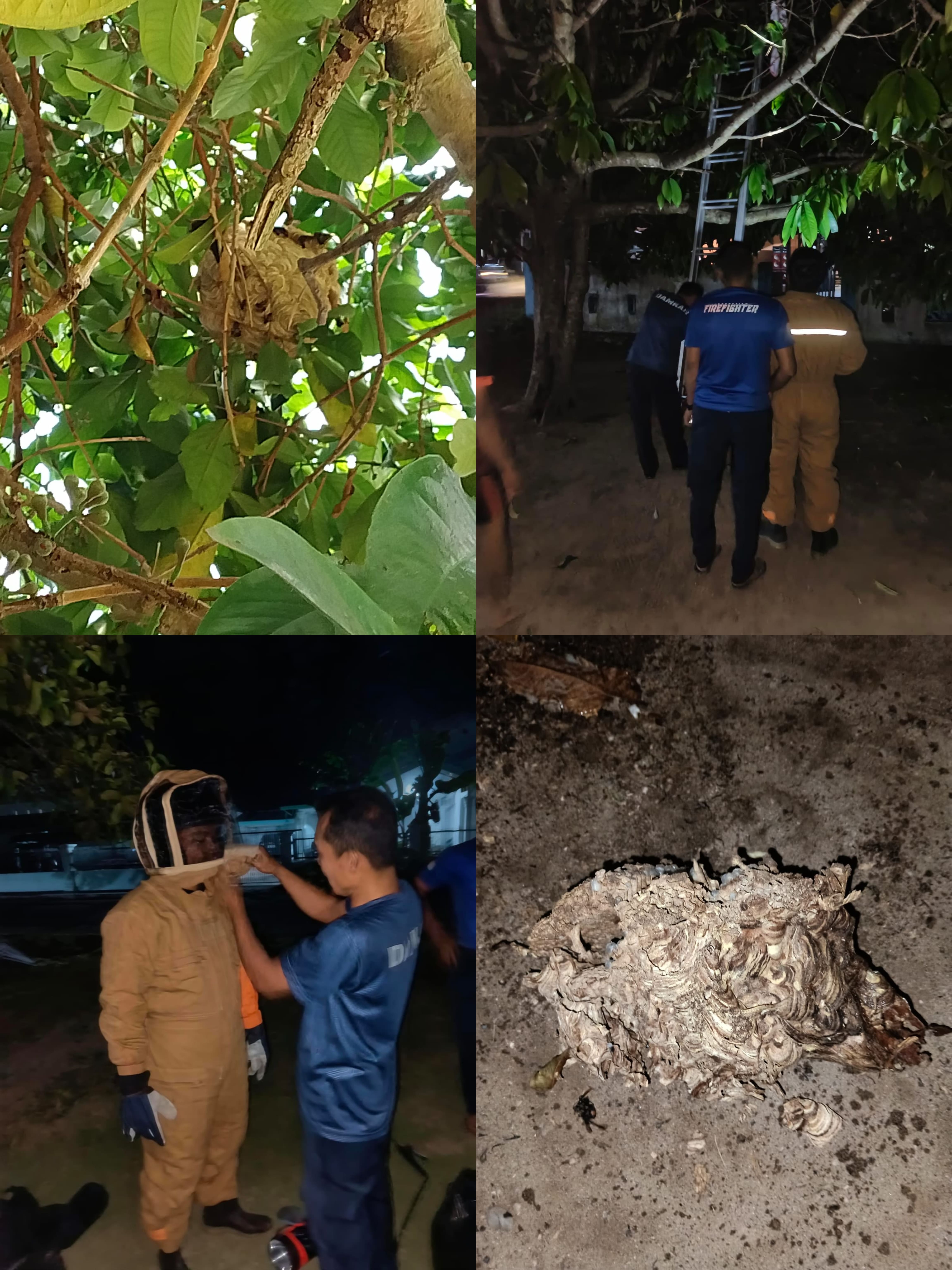 EVAKUASI TAWON di RUMAH WARGA