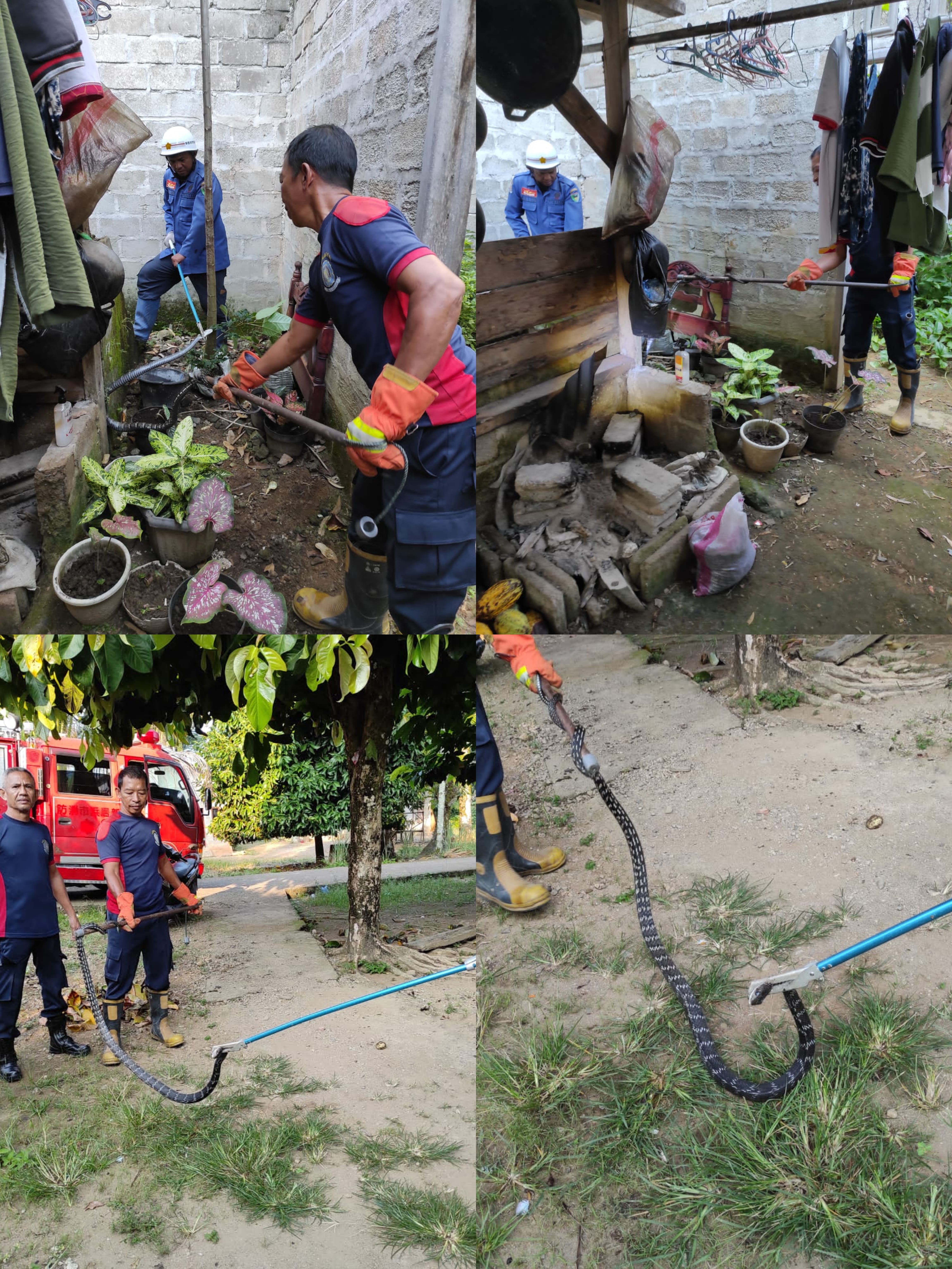 Evakuasi Ular Cobra di Kec. Batang Kapas