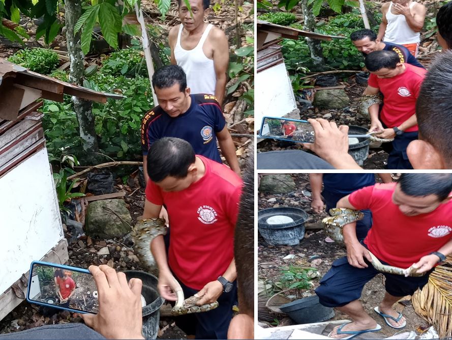 Kegiatan Penyelamatan dan Evakuasi  Ular Masuk Pemukiman Penduduk.