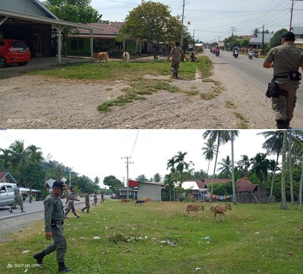 Penertipan hewan ternak yang berkeliaran di sepanjang kawasan dari kecamatan IV Jurai sampai ke Keca
