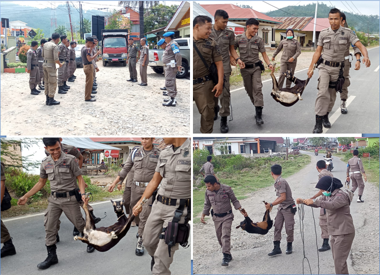  Penertiban Hewan ternak dikawasan Tarusan Kecamatan Koto IX Tarusan