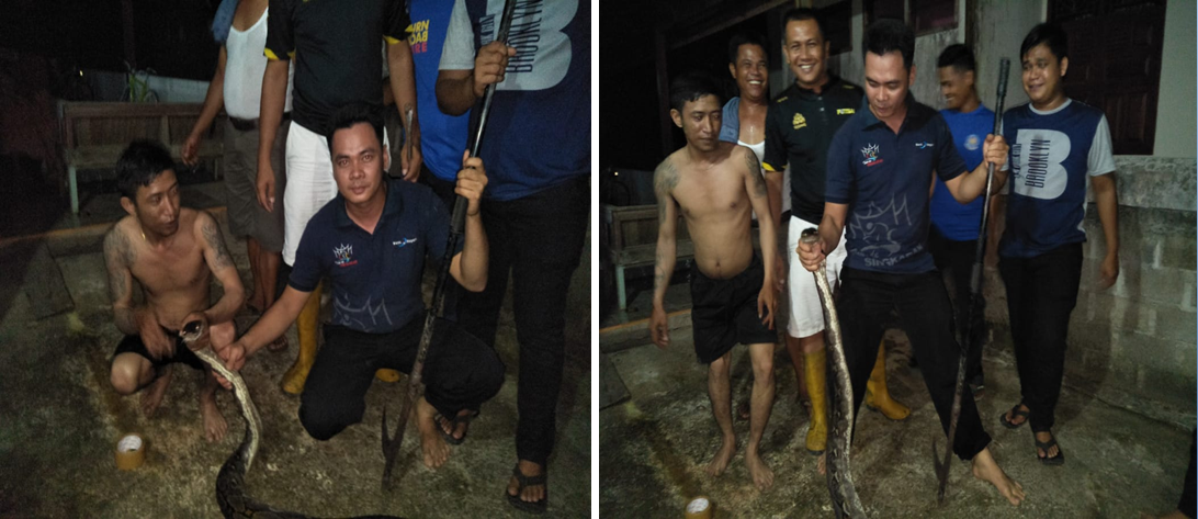 Penangkapan Ular masuk Rumah