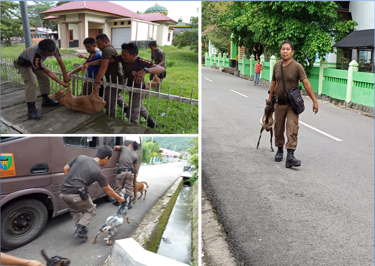 Penertiban ternak 9 desember 2019